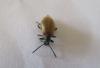 Lagria sp.